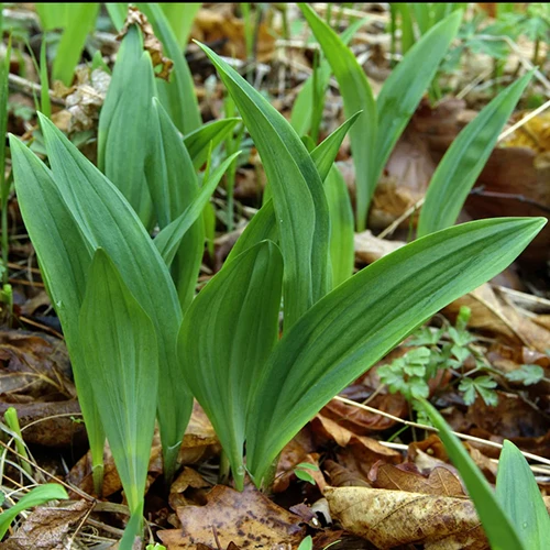 A square image of wild garlic aka ramps growing amongst leaf litter on a forest floor.