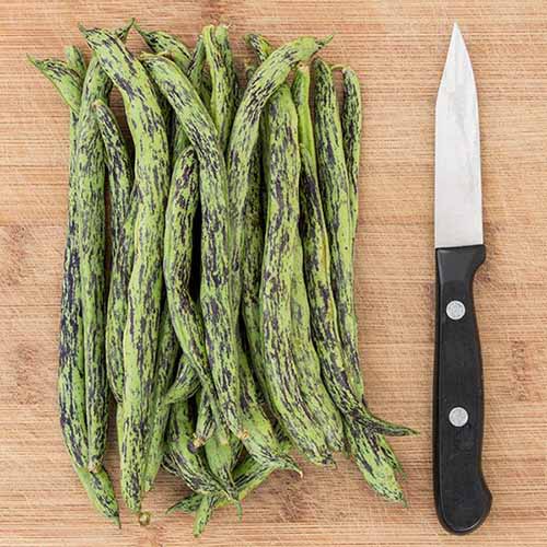 A close up square image of a pile of freshly harvested 'Rattlesnake' beans set on a wooden surface with a knife.