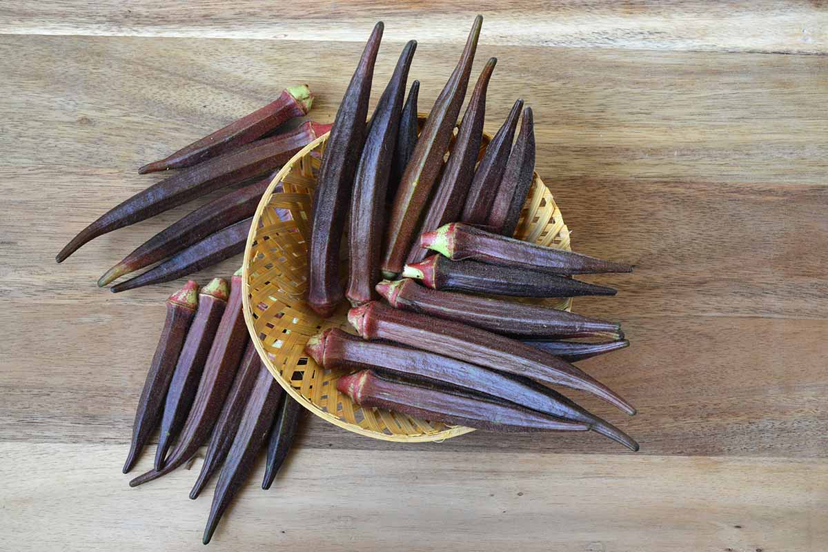 A close up top down image of a wicker basket filled with freshly picked okra pods set on a wooden surface.