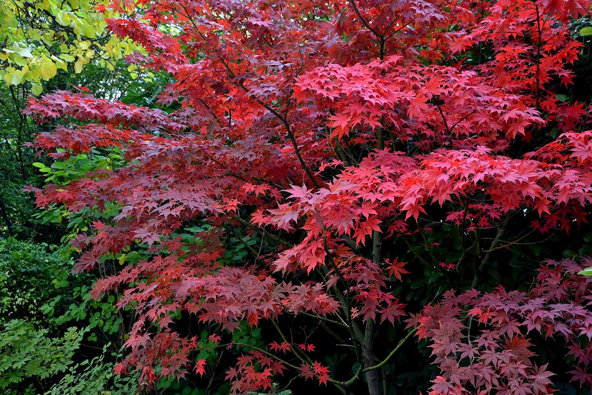 A close up horizontal image of the bright red foliage of Acer 'Bloodgood' growing in the garden.