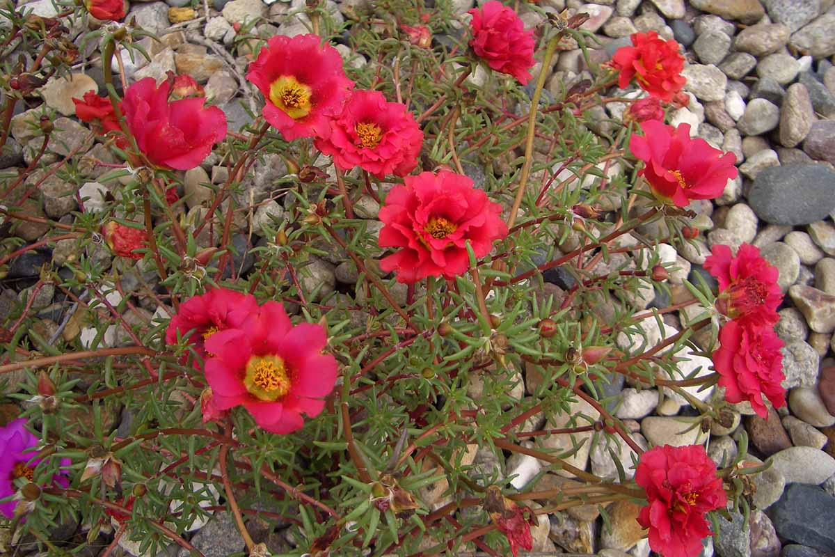 A close up horizontal image of red moss roses growing in a rock garden.