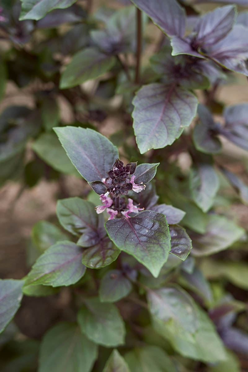 A close up vertical image of 'Red Rubin' basil with tiny pink flowers growing in the garden.
