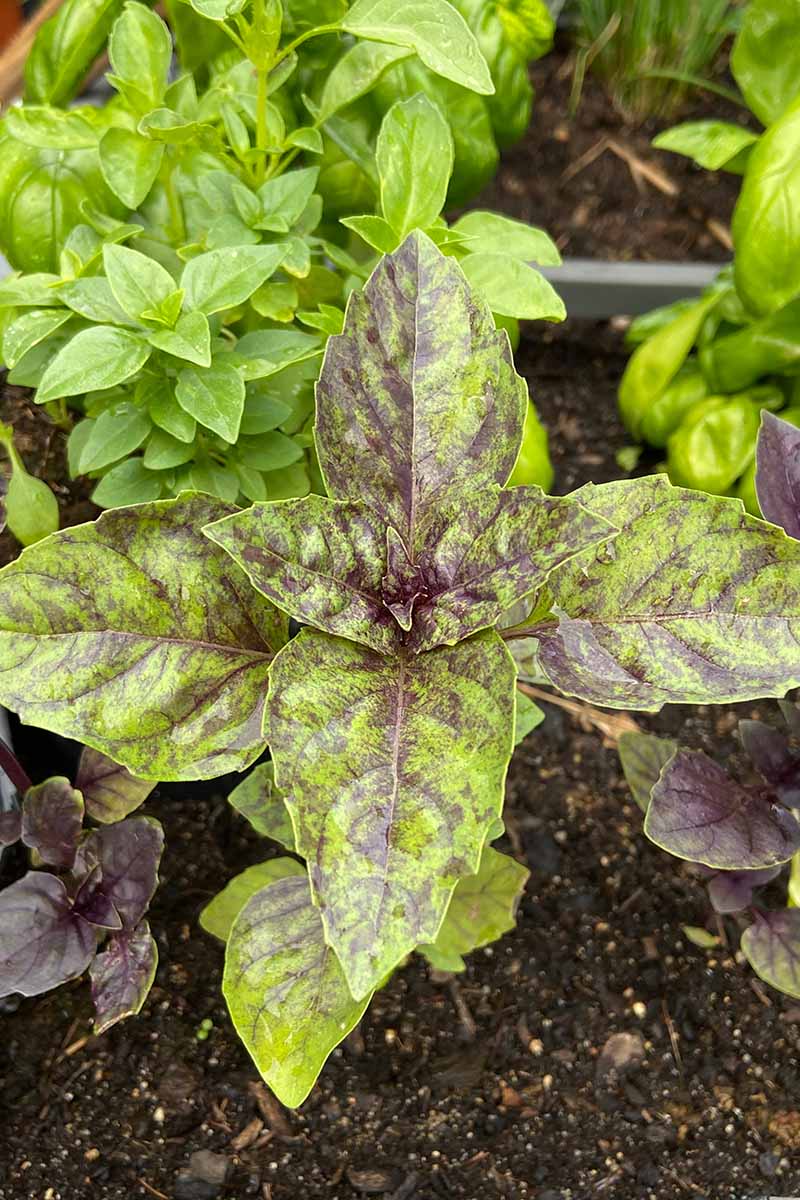 A close up vertical image of the mottled foliage of 'Red Rubin' basil growing outdoors in the herb garden.
