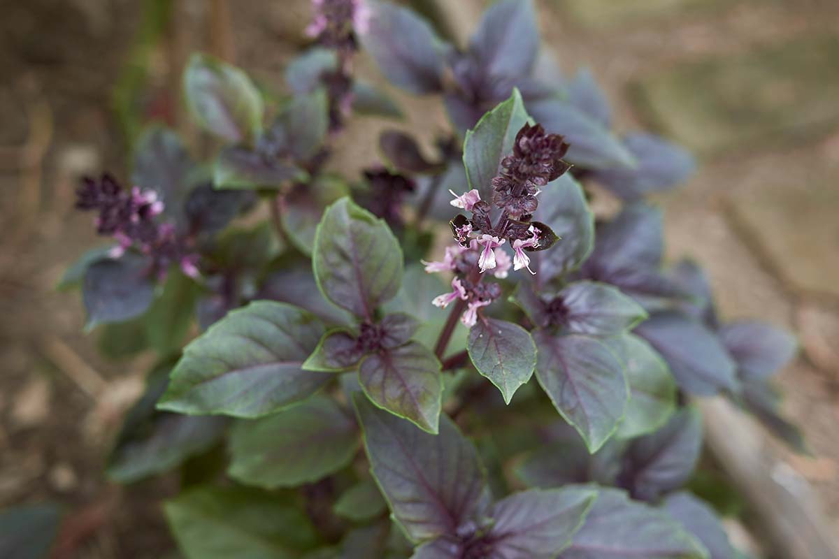 A close up horizontal image of 'Red Rubin' basil growing in the garden pictured on a soft focus background.