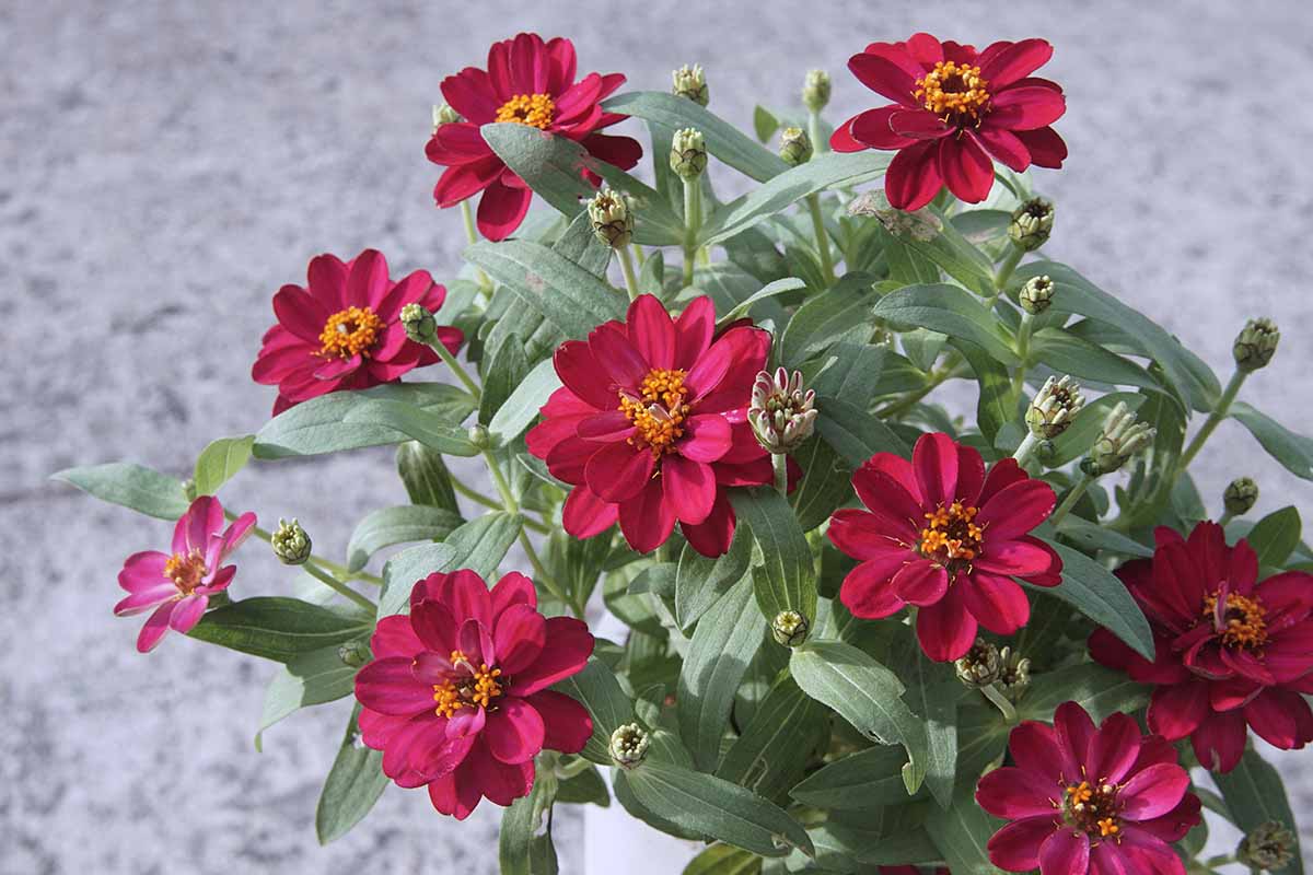 A close up horizontal image of red zinnias growing in a container pictured on a gray background.