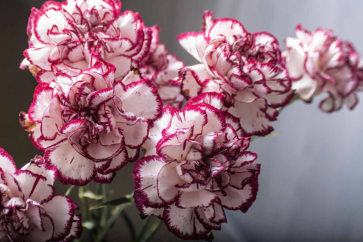A close up horizontal image of a bouquet of red and white Dianthus caryophyllus flowers pictured on a soft focus background.