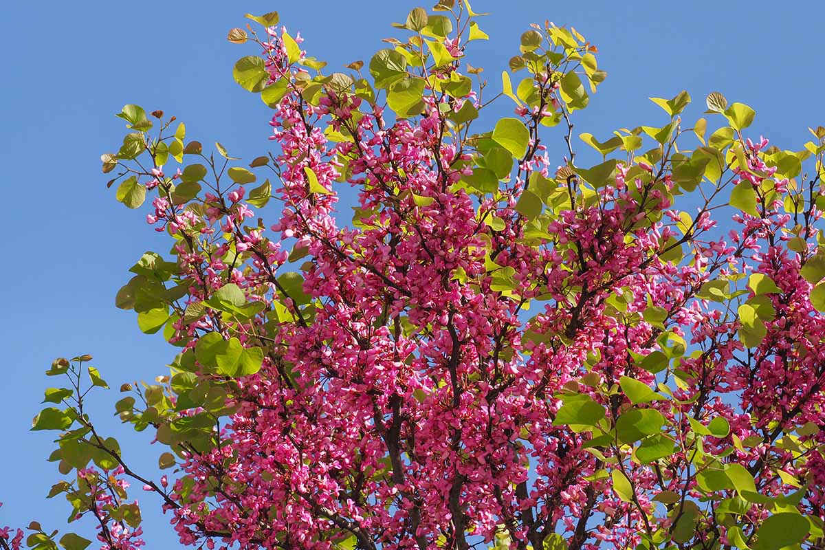 A horizontal image of the pink flowers and light green foliage of 'Rising Sun' pictured against a blue sky background.