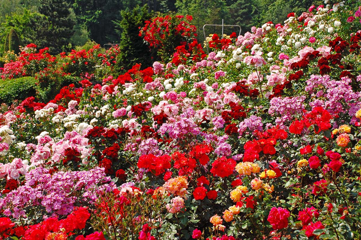 A horizontal image of different colors and types of roses growing in a large swath in the garden, pictured in bright spring sunshine.