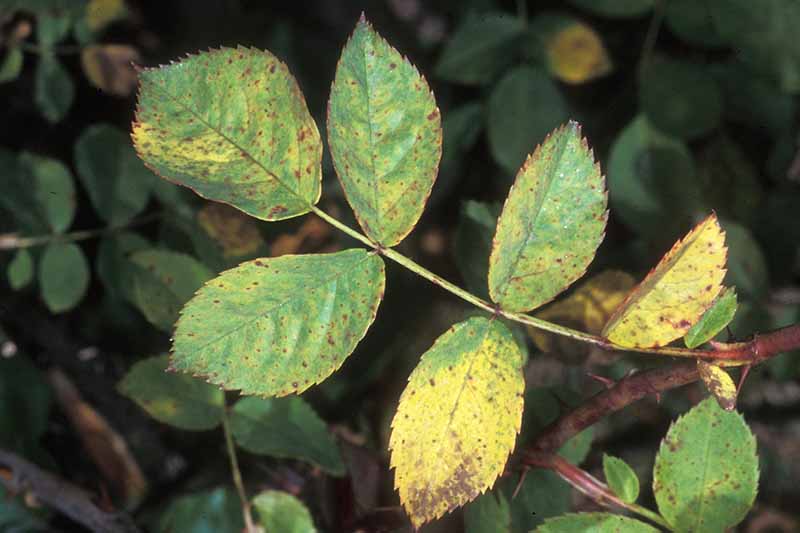 A close up horizontal image of the symptoms of rust on foliage.