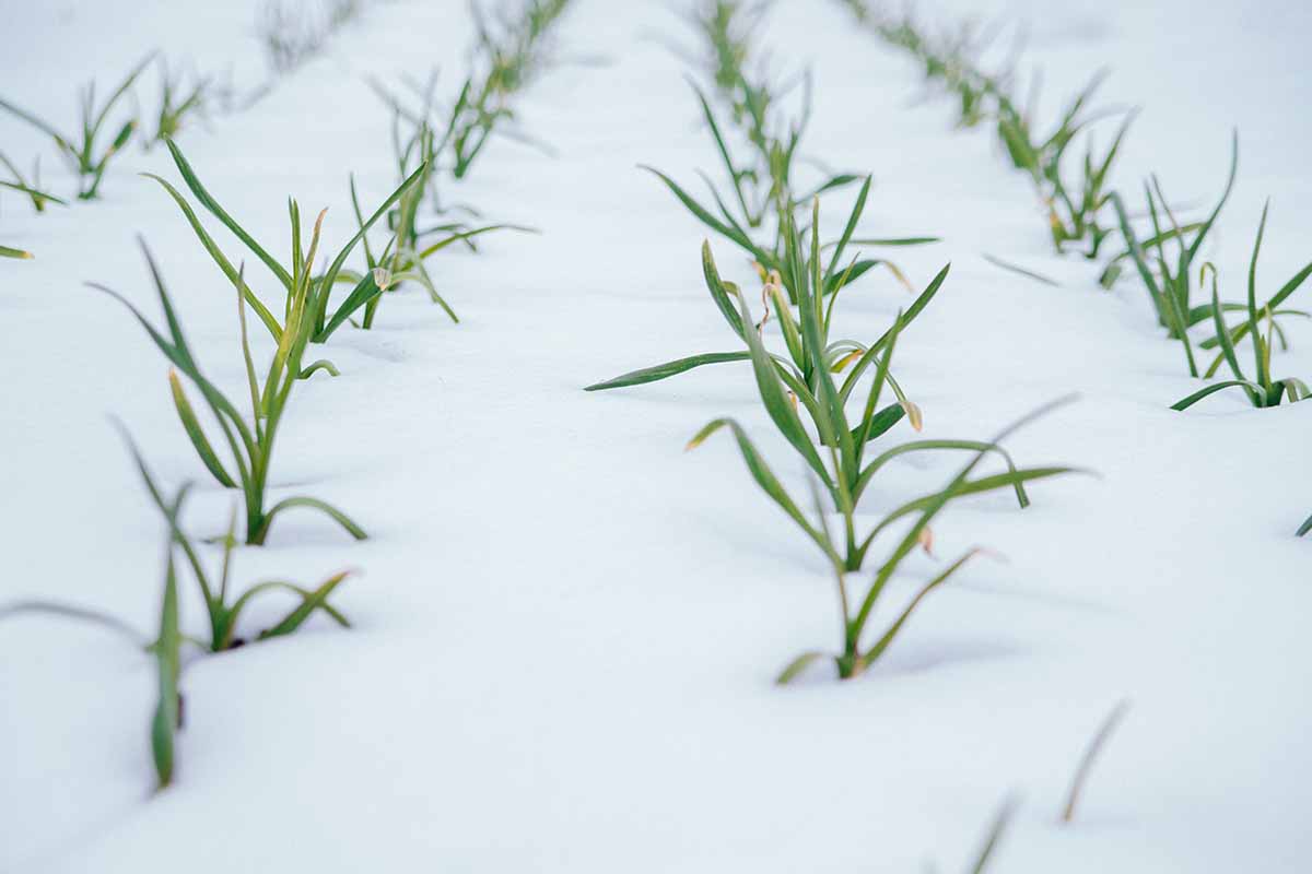 A horizontal image of rows of garlic in the garden under a blanket of snow in the wintertime.
