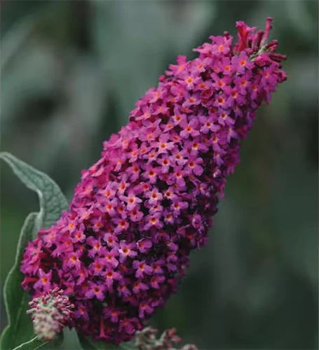 A close up square image of Buddleia 'Royal Red' flowers growing in the garden pictured on a soft focus background.