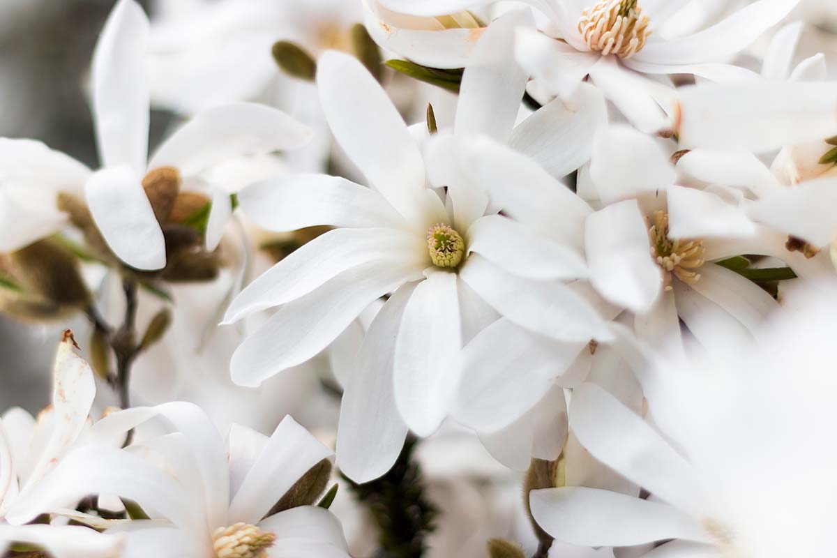 A close up of white Magnolia stellata 'Royal Star' flowers in bloom in spring.
