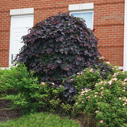 A square image of Cercis 'Ruby Falls' with deep purple foliage growing in a garden border outside a brick residence.