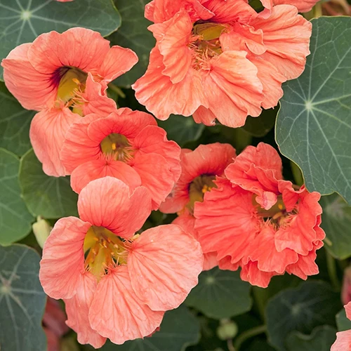 A square image of 'Salmon Baby' nasturtiums growing in the garden.