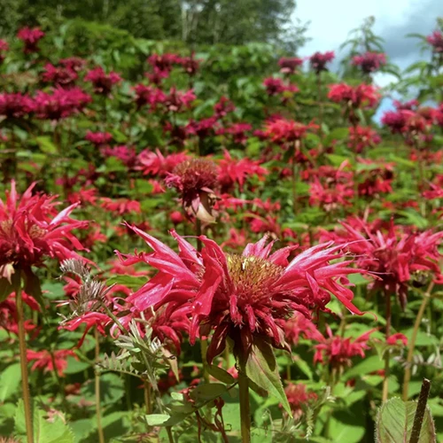 A close up square image of bright red bee balm flowers growing in the garden.