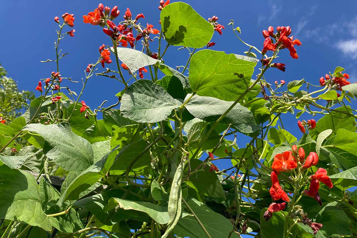 A close up horizontal image of scarlet runner beans with bright red flowers growing in the summer garden pictured on a blue sky background.
