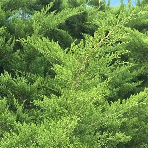 A close up square image of 'Sea Green' juniper growing in the garden.