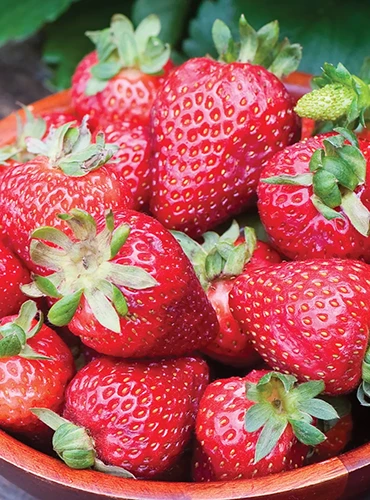 A close up of a bowl of 'Seascape' strawberries pictured in bright sunshine.