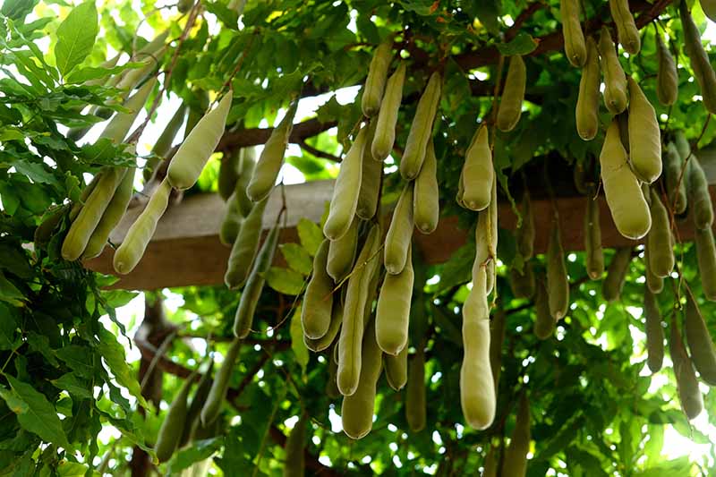 A close up horizontal image of large seed pods hanging down from a wisteria vine growing on a wooden pergola.