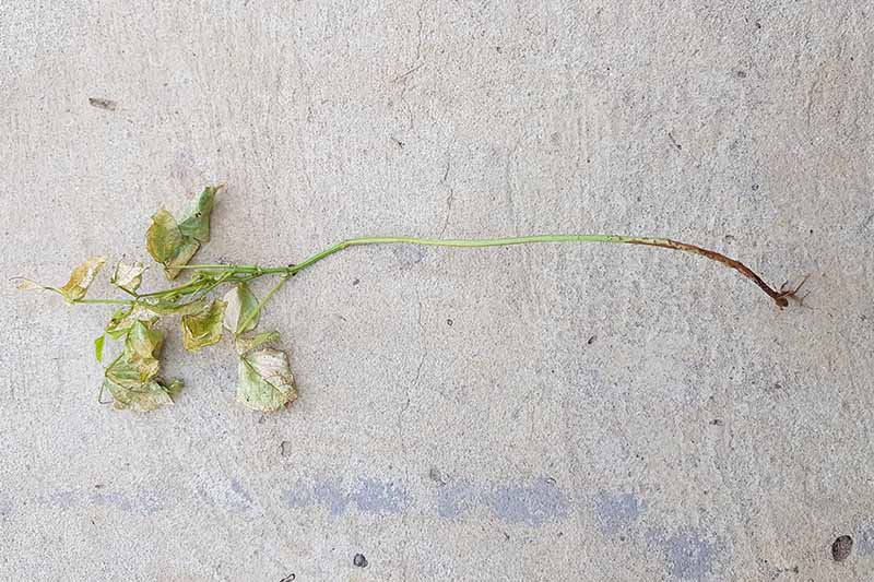 A close up horizontal image of a seedling that has died from damping off set on a concrete surface.