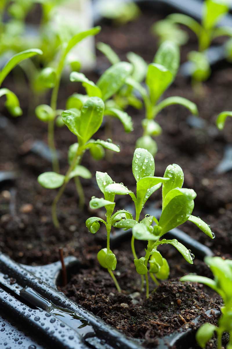 A close up vertical image of seedlings growing in flats covered in droplets of water.