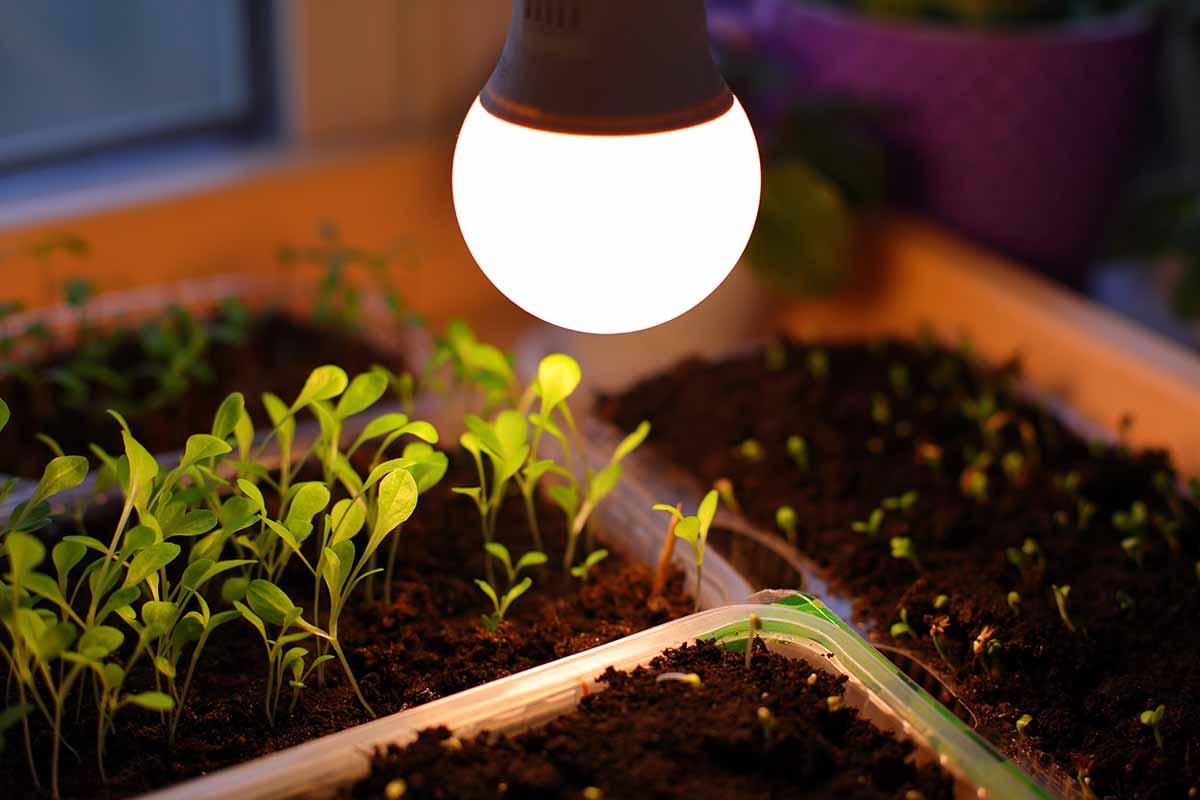 A close up horizontal image of seedlings germinating under a grow light.