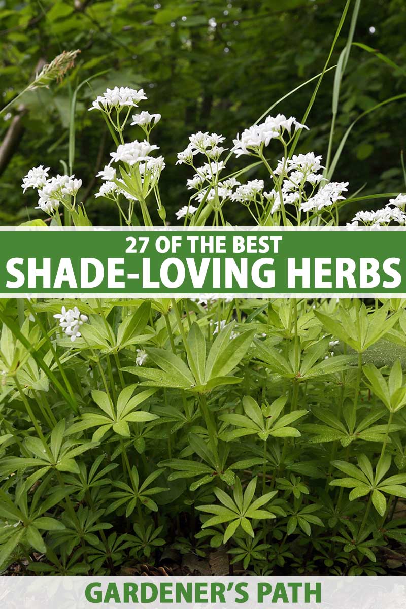 A close up vertical image of herbs growing in a shady spot in the garden. To the center and bottom of the frame is green and white printed text.