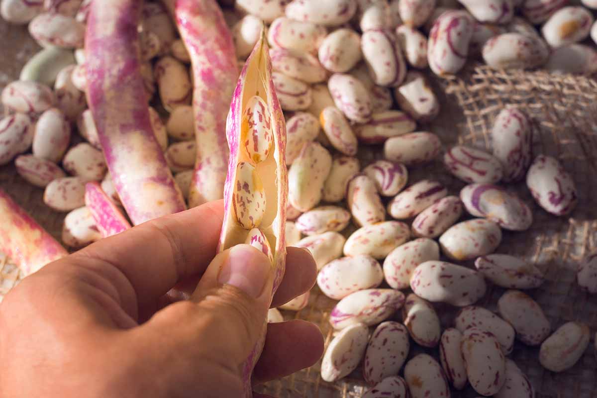 A close up horizontal image of a hand from the bottom of the frame shelling dried beans into a jute bag.