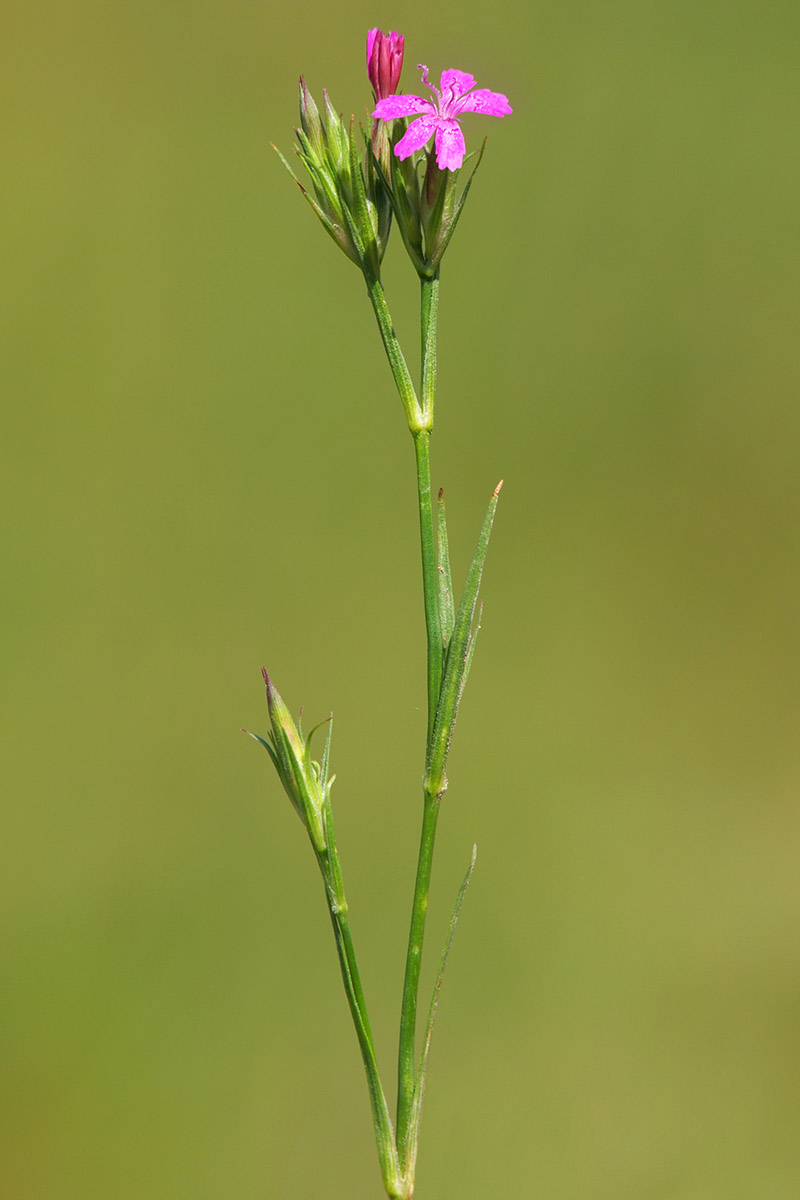 A close up vertical image of a single stem of Dianthus armeria, aka Deptford pink, isolated on a soft focus green background.
