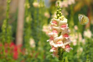 A close up horizontal image of snapdragon flowers with a butterfly flying beside them pictured on a soft focus background.