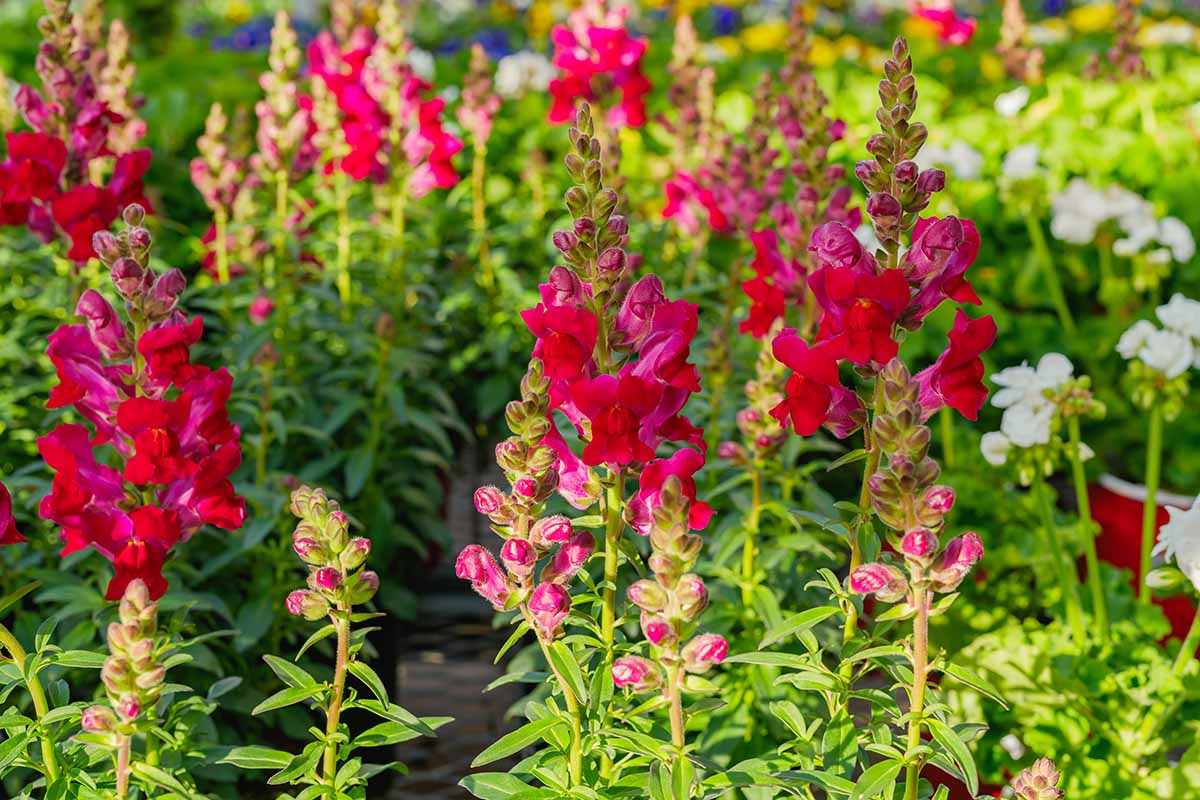 A close up horizontal image of colorful snapdragons growing in the garden pictured in light sunshine.