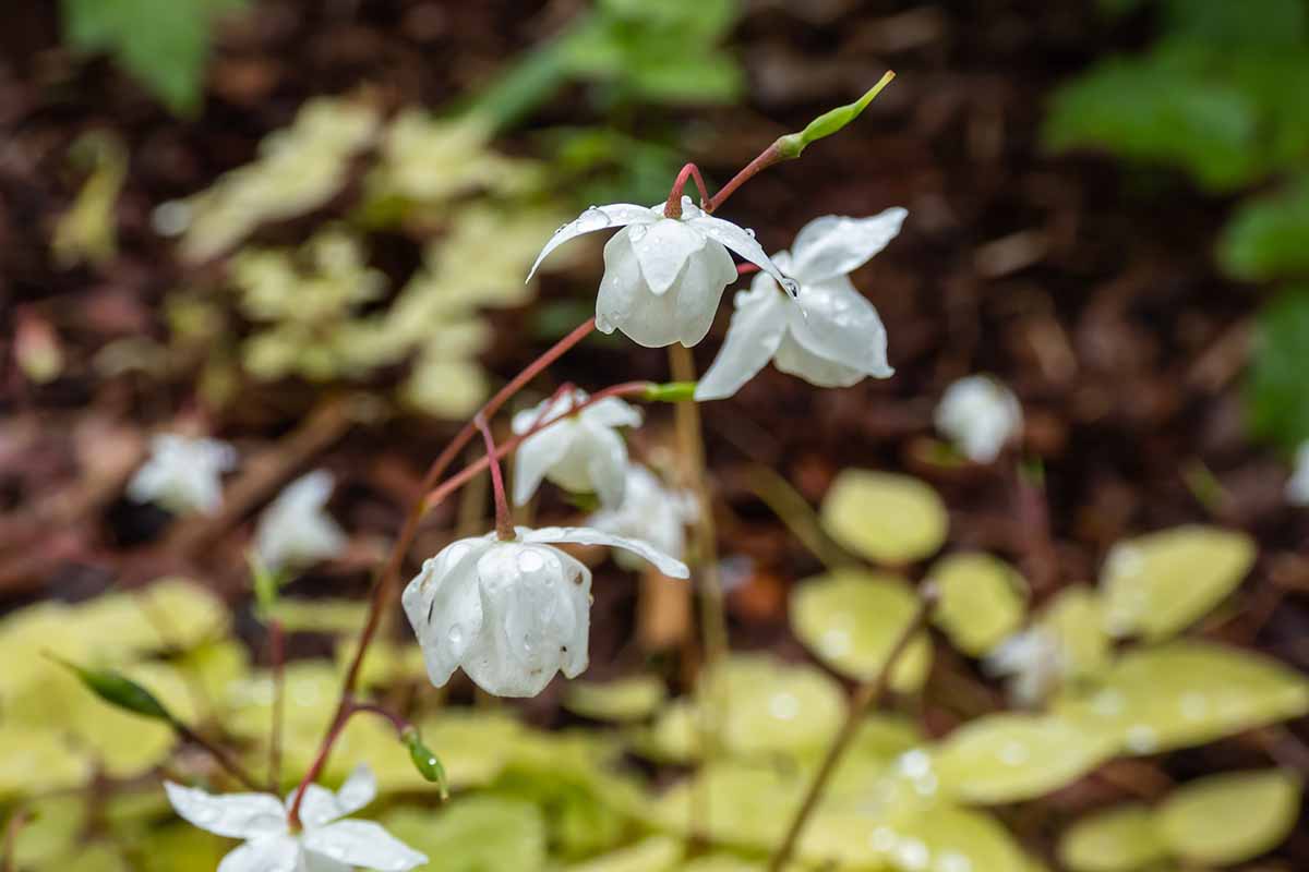 A close up horizontal image of the white flowers of snowy barrenwort growing wild, pictured on a soft focus background.