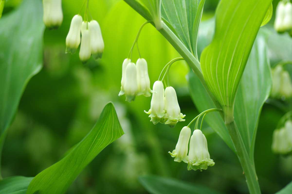 A close up horizontal image of white Solomon's seal flowers growing in a shade garden.
