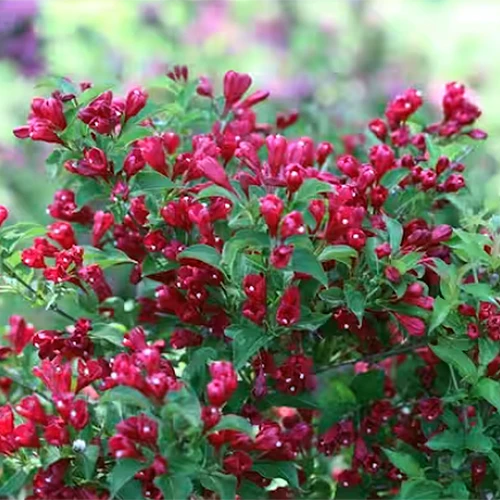 A square image of bright red 'Sonic Bloom' weigela flowers growing in the garden.