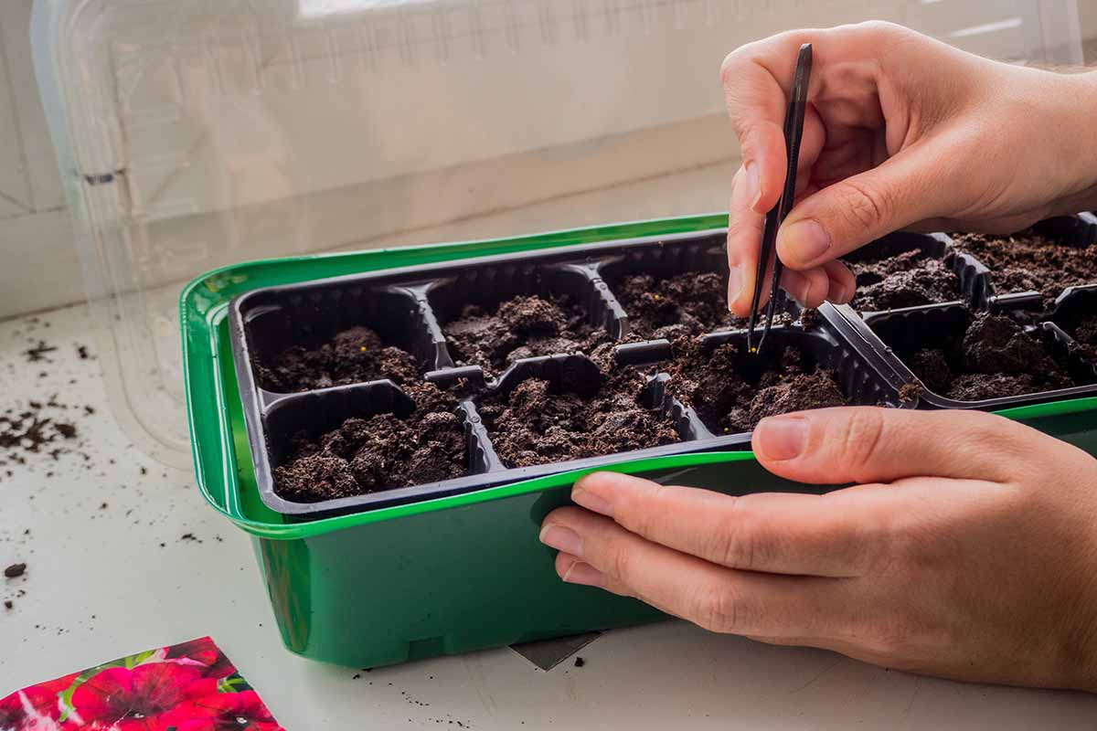 A close up horizontal image of a gardener using a pair of tweezers to sow seeds in small pots.