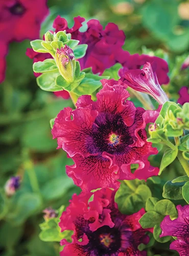 A close up of Spellbound 'Wine Red' petunia flowers growing in the garden.