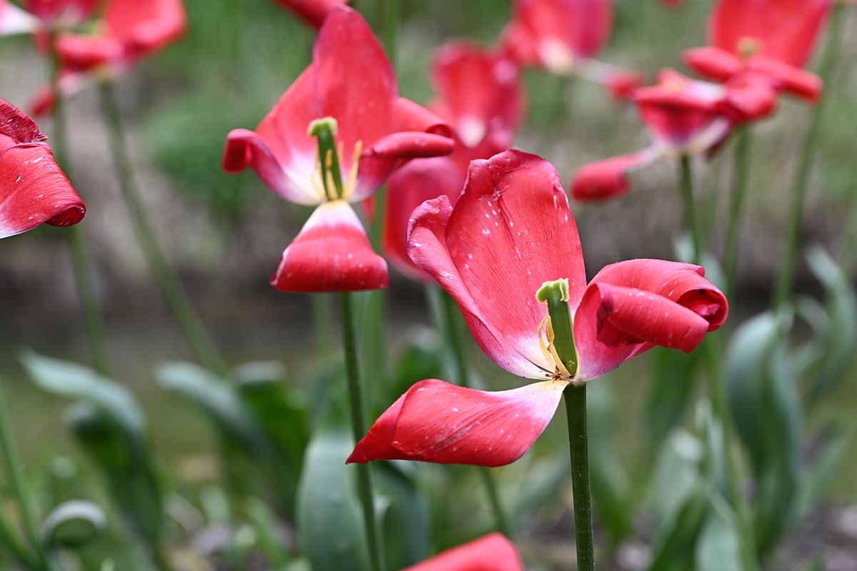 A close up horizontal image of spent tulip flowers in the spring garden.