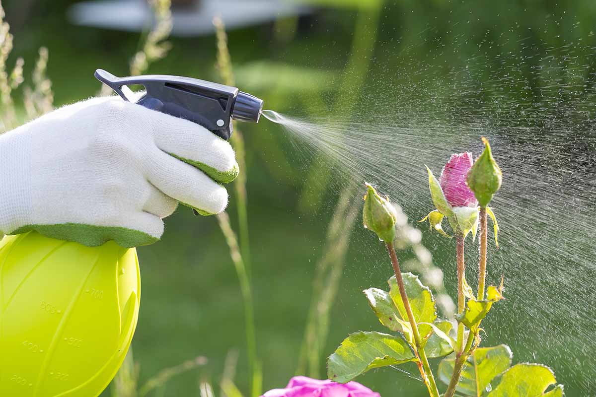 A close up horizontal image of a gardener using a spray bottle to apply fungicide to plants in the garden.