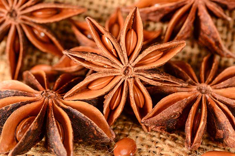 A close up horizontal image of dried star anise spice set on a wicker tablemat.