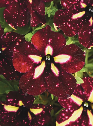 A close up of a 'Starry Sky Burgundy' flower pictured on a soft focus background.