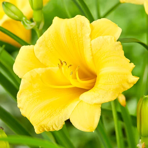 A square image of a yellow 'Stella d'Oro' daylily blooming in the spring garden pictured on a soft focus background.