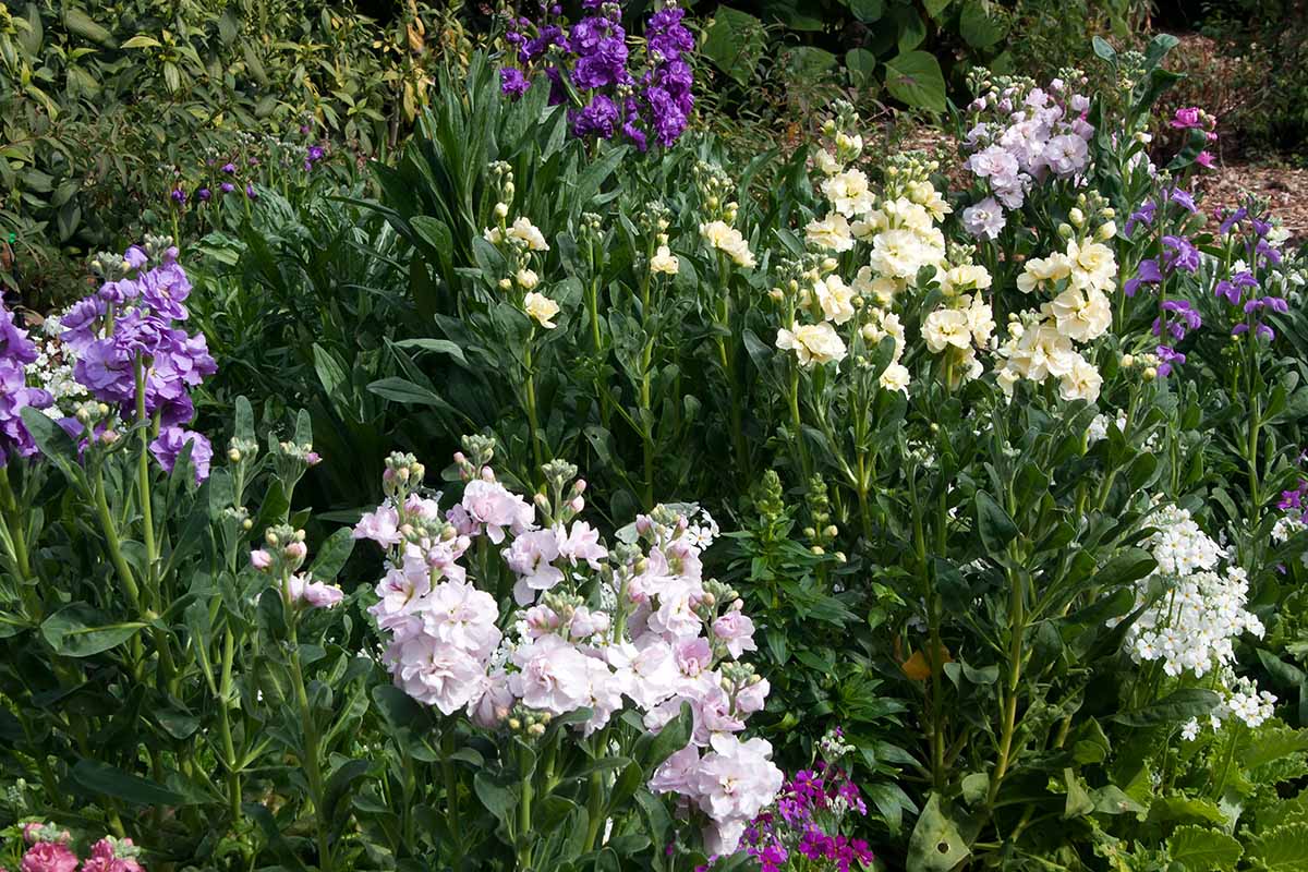 A close up horizontal image of stock flowers growing in the garden.