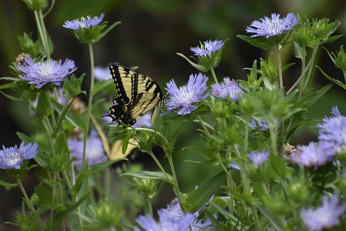 A horizontal image of a swallowtail butterfly feeding from lilac Stokes' aster flowers, pictured on a soft focus background.