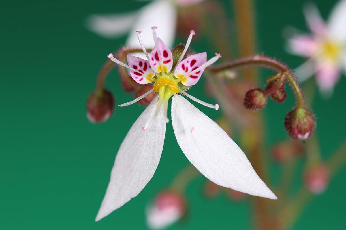 A close up horizontal image of a strawberry begonia (Saxifraga stolonifera) flower pictured on a soft focus background.