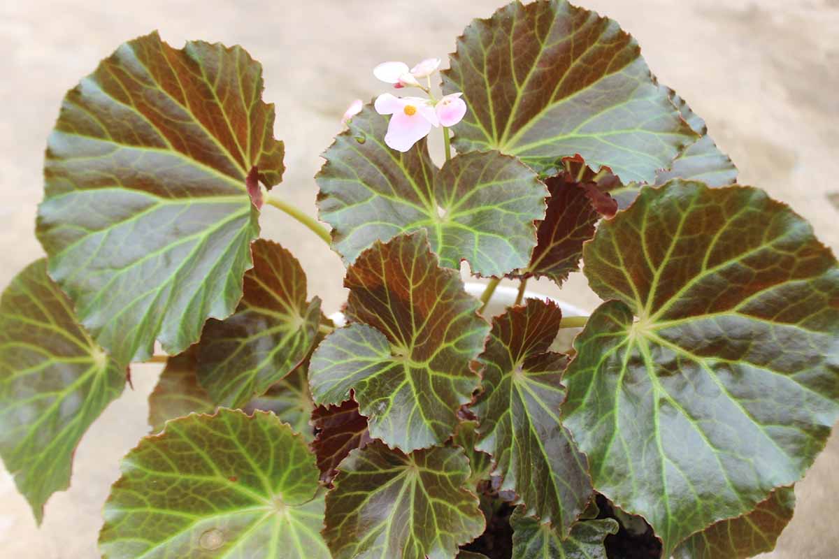 A close up horizontal image of a strawberry begonia plant with variegated leaves and a small pink flower pictured on a soft focus background.