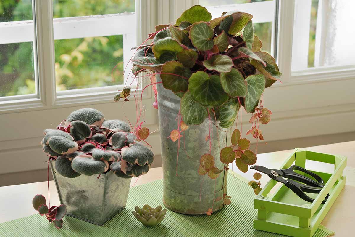 A horizontal image of a strawberry begonia (Saxifraga stolonifera) with cascading tendrils growing in a tall metal container on a wooden surface near a window.