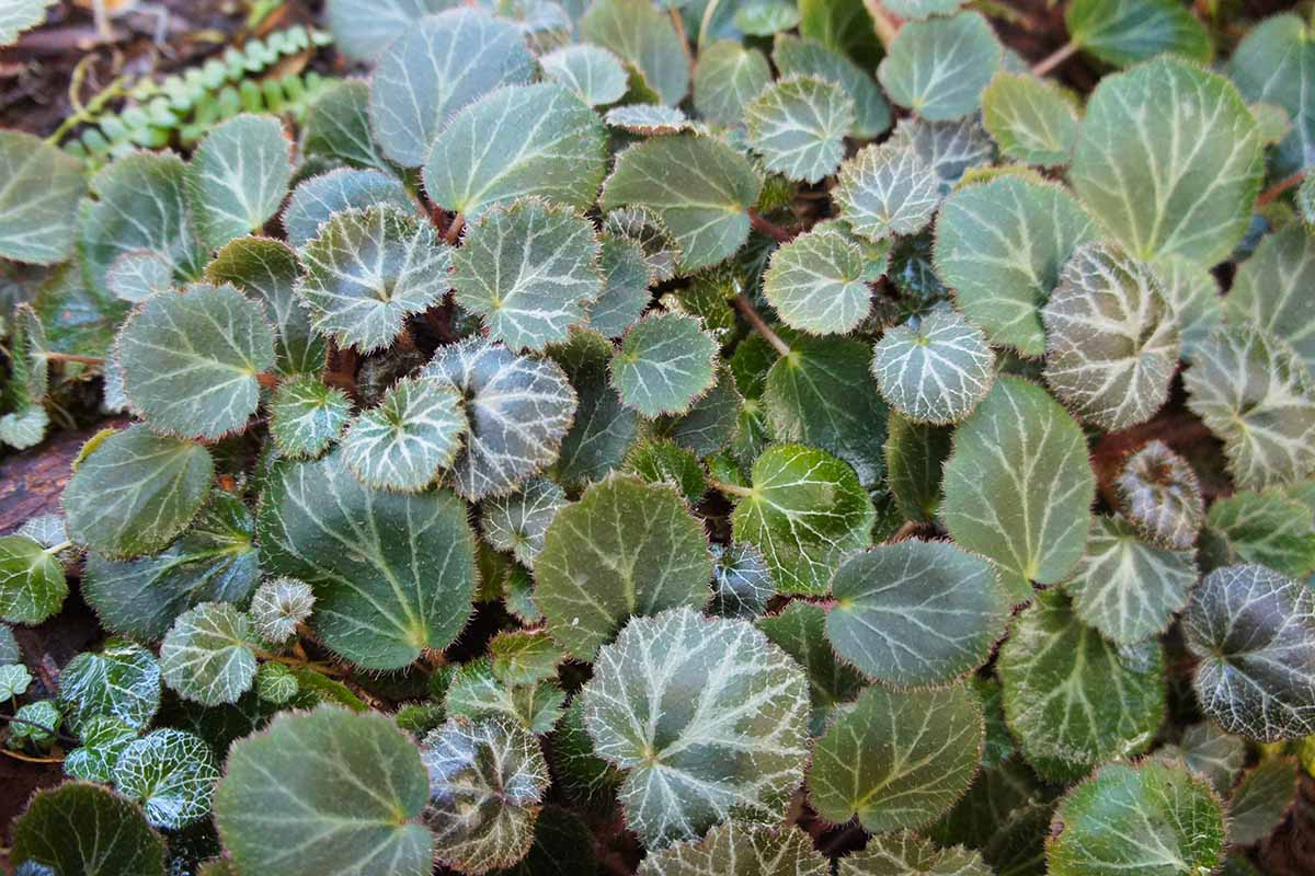 A close up horizontal image of Saxifraga stolonifera (strawberry begonia) growing outdoors in the garden.