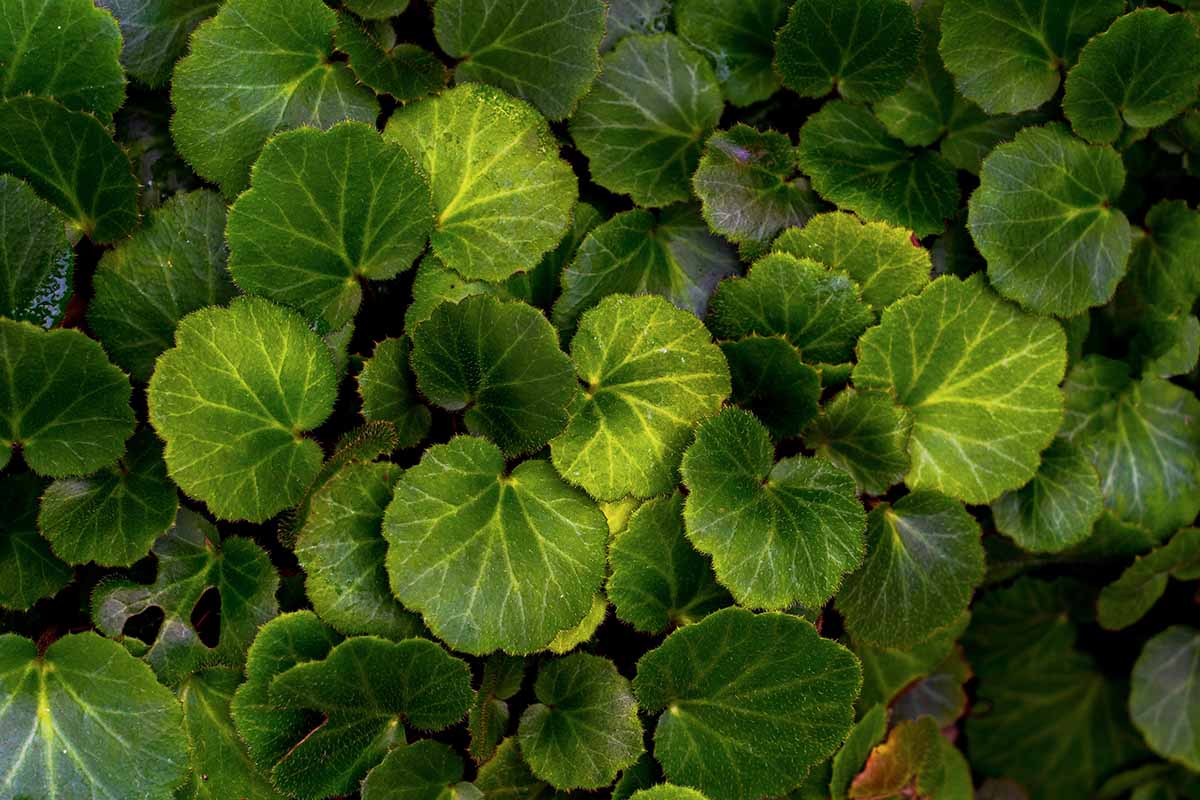 A close up top down image of strawberry begonia foliage pictured in light filtered sunshine.