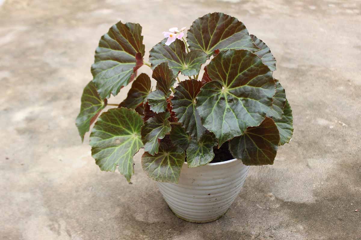A close up horizontal image of a small strawberry begonia (Saxifraga stolonifera) plant growing in a white ceramic pot set on a concrete surface.