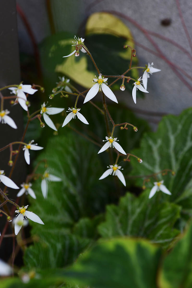 A vertical image of tiny white strawberry begonia flowers growing outdoors with foliage in soft focus in the background.